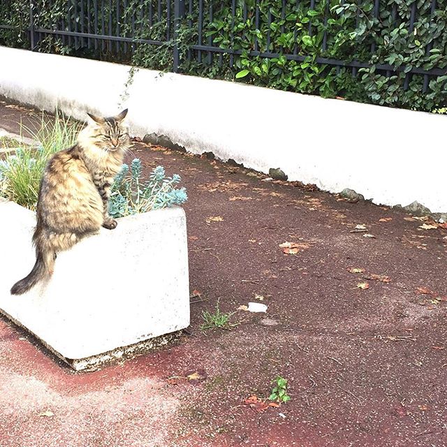 La vie de chat: tranquille #catsofinstagram #catstagram #worldofcleophis #nothingisordinary #catday #livethelittlethings